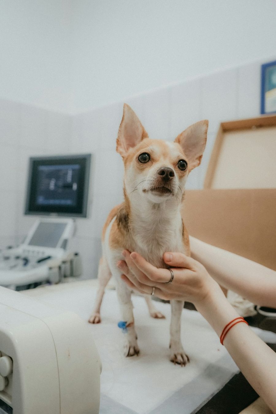 Cachorrinho sendo examinado com cuidado na clínica