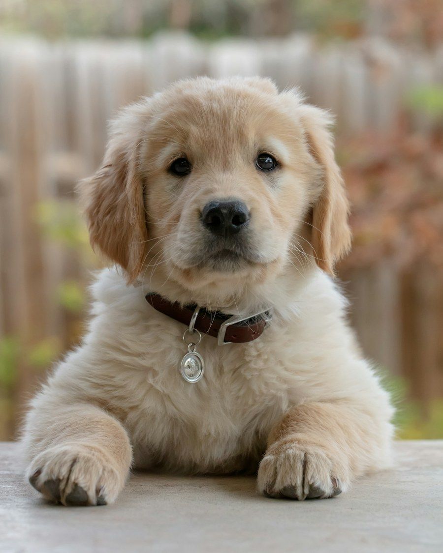 Filhote de golden retriever com coleira